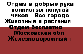 Отдам в добрые руки волнистых попугай.чиков - Все города Животные и растения » Отдам бесплатно   . Московская обл.,Железнодорожный г.